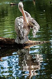 《哥谭骑士》主机版仅支持30FPS 无性能模式